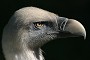 G�nsegeier (Gyps fulvus)