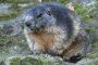 Murmeltier (Marmota marmota)