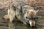 Wolf (Canis lupus)