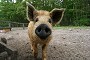 Wollschwein-Ferkel