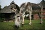 Esel (Equus asinus asinus)