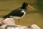 Austernfischer (Haematopus ostralegus)