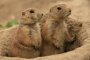 Schwarzschwanz-Pr�riehunde (Cynomys ludovicianus)