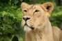L�we (Panthera Leo)