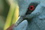 Vogel (?)
