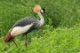 Grauhalskronenkranich (Balearica regulorum)