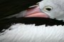 Brillenpelikan (Pelecanus conspicillatus)